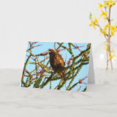Carte Buse à queue rousse immature dans un buisson d'oco (Fleur jaune)