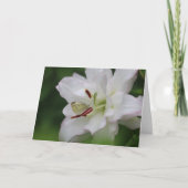 Carte Cabbage White Butterfly on Lily Photo Blank Card (Devant)