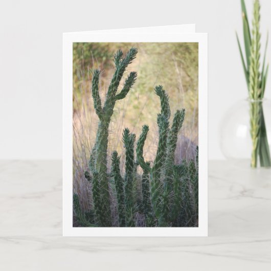 Carte Cactus de canne sauvage (Devant)