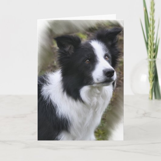 Carte Cadeaux d'art de border collie (Devant)