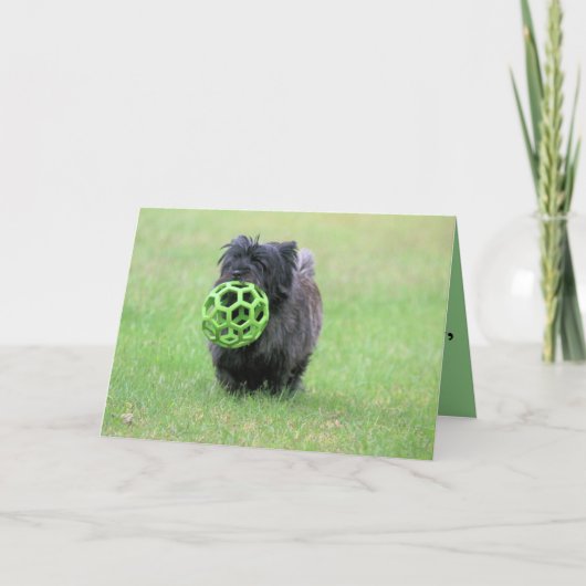 Carte Cairn terrier (Devant)