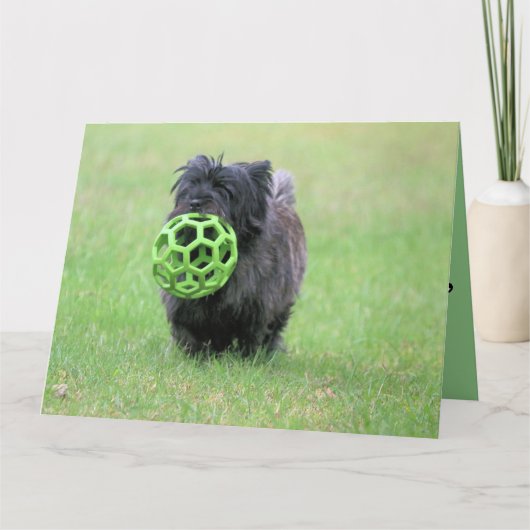 Carte Cairn terrier (Devant)