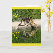 Carte Calico Cat eau potable (Fleur jaune)