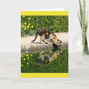 Carte Calico Cat eau potable