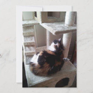 Carte Calico Chat sur l'arbre de chat