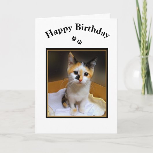 Carte Calico Kitten Joyeux anniversaire (Devant)