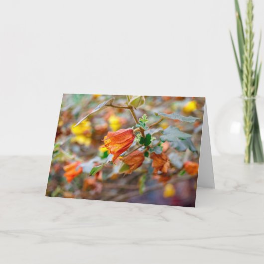 Carte California Flannel Bush (Devant)