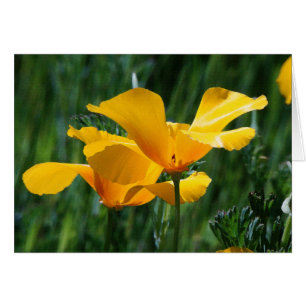 Carte California Poppies Flowers