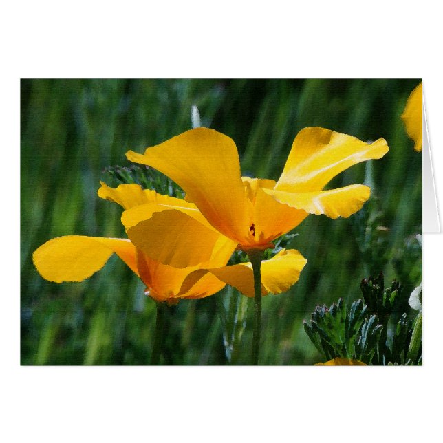 Carte California Poppies Flowers (Devant Horizontal)