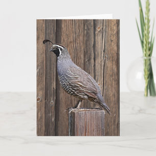 CARTE CALIFORNIA QUAIL À BARNBOARD