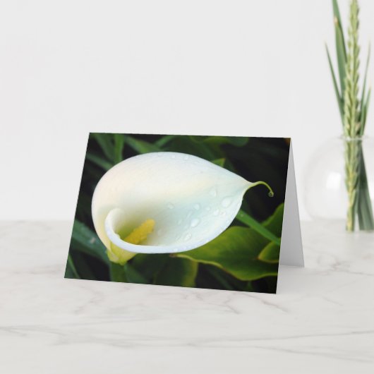 Carte Calla Lily (Devant)