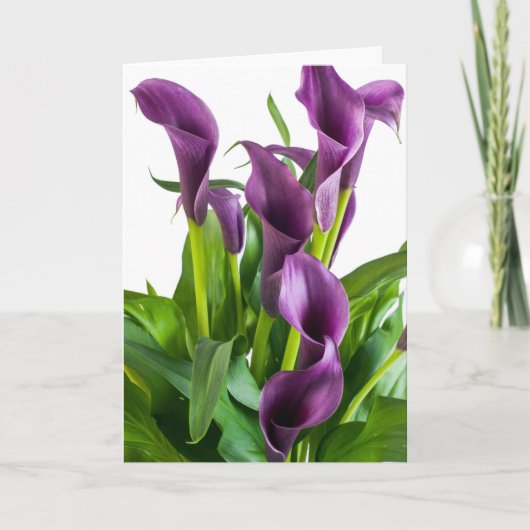 Carte Calla Lily mauve (Devant)