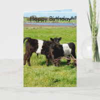 Calves de bébé de Galloway, anniversaire