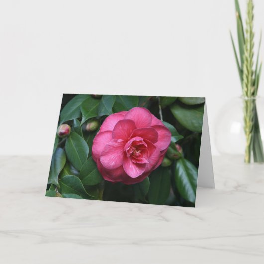 Carte "Camellia rose # 1" (Devant)