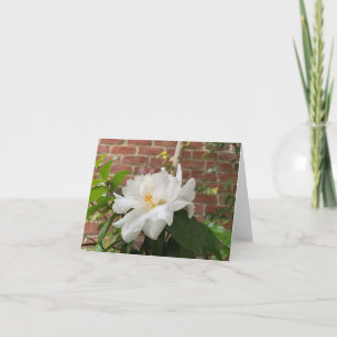 Carte Camellia (vide)