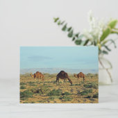 Carte Camels, Tunisie (Debout devant)