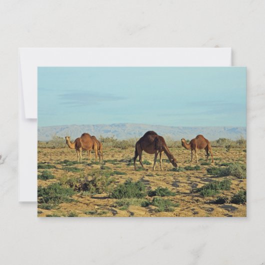 Carte Camels, Tunisie (Devant)