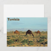 Carte Camels, Tunisie (Devant / Derrière)