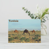 Carte Camels, Tunisie (Debout devant)