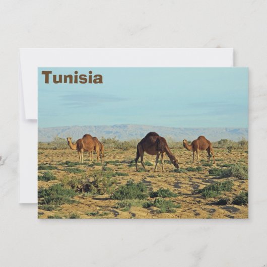 Carte Camels, Tunisie (Devant)