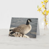 Carte Canada Goose (Fleur jaune)