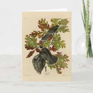Carte Canada Jay (Grey Jay) - Audubon's Birds of America