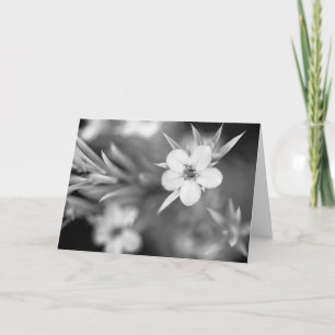 Carte Canadian Plum Flower