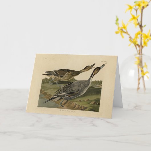 Carte Canard à queue épaisse - Audubon's Birds of Americ (Fleur jaune)