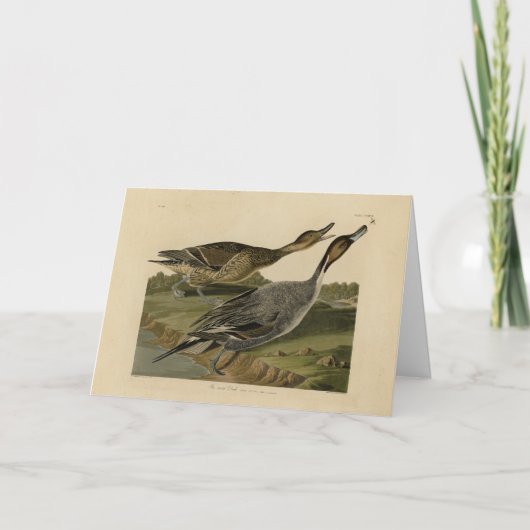 Carte Canard à queue épaisse - Audubon's Birds of Americ (Devant)