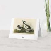Carte Canard à tête de buffle des oiseaux d'Amérique d'A (Dos)
