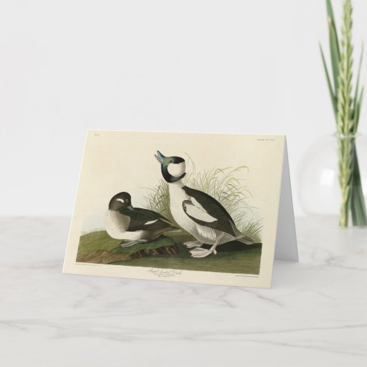 Carte Canard à tête de buffle des oiseaux d'Amérique d'A (Devant)