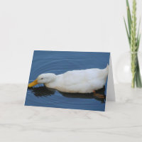 Canard blanc