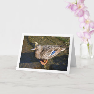 Carte Canard colvert femelle