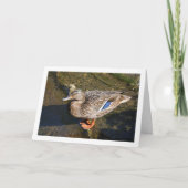Carte Canard colvert femelle (Devant)