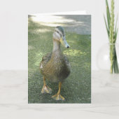 Carte Canard errant (Devant)