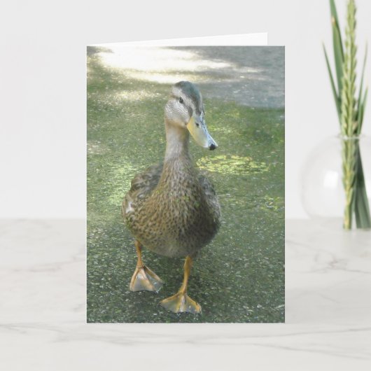 Carte Canard errant (Devant)