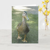 Carte Canard errant (Fleur jaune)