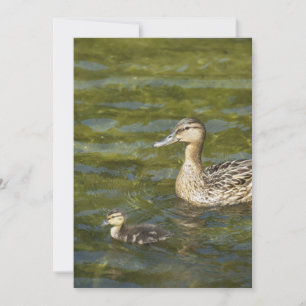 Carte Canard sauvage avec canard