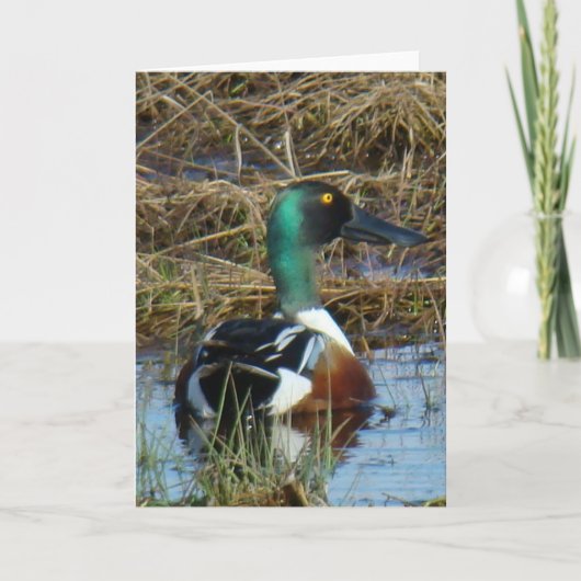 Carte Canard souchet B26 (Devant)