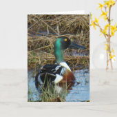 Carte Canard souchet B26 (Fleur jaune)