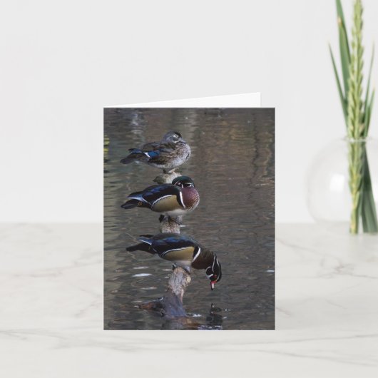 Carte Canards à bois sur Branche (Devant)