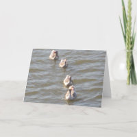 Canards dans une rangée