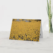 Carte Canards DND (Devant)