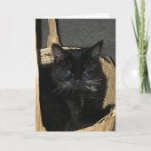 Carte Candid Kittens Greeting Card (Devant)