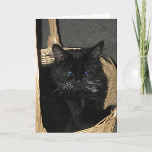 Carte Candid Kittens Greeting Card (Devant)