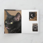 Carte Candid Kittens Greeting Card (Intérieur)