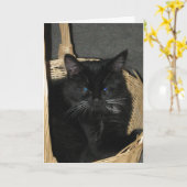 Carte Candid Kittens Greeting Card (Fleur jaune)