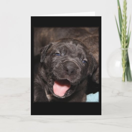 Carte Cane Corso Mastiff Puppy (Devant)