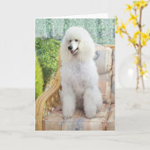 Carte Caniche Blanc (Fleur jaune)