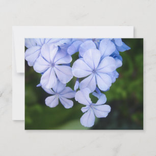 Carte Cap-plumbago